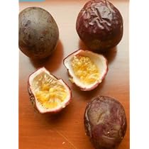 Amazon | 【種子】Passiflora edulis f. Edulis◇クダモノトケイソウ